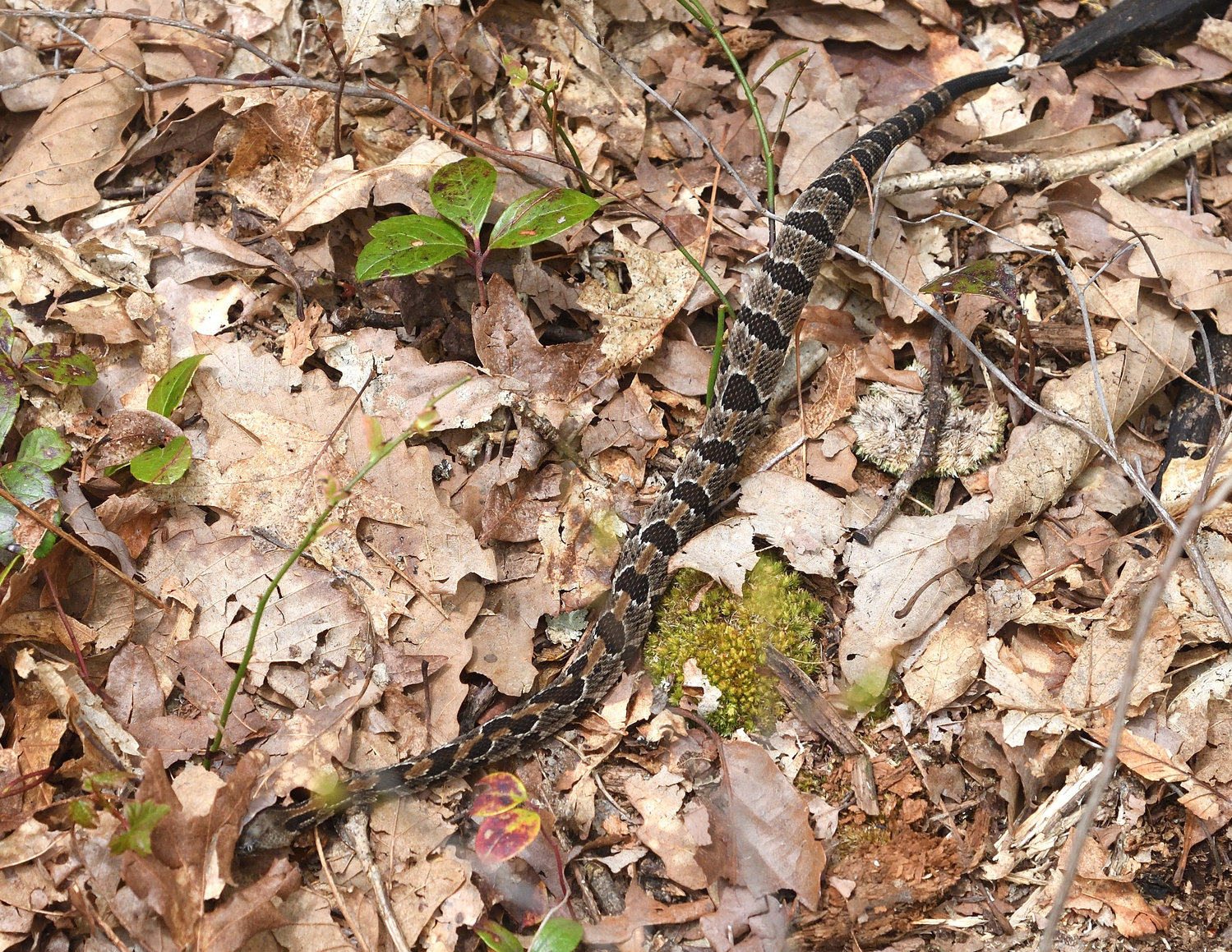 This young-of year timber rattlesnake, also seen during late May, is enjoying its first spring since entering its den this past September. Young-of-year rattlesnakes (newborns that are not yet one year old) now have some color as compared to when they were neonates last late-summer and had their pattern on a gray-cast background. This individual is a black-phase and, like a lot of snake species, they have somewhat more distinctive markings when they are young.